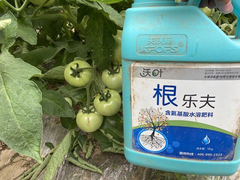 生根劑-西紅柿用沃葉根樂(lè)夫生根劑效果1.jpg