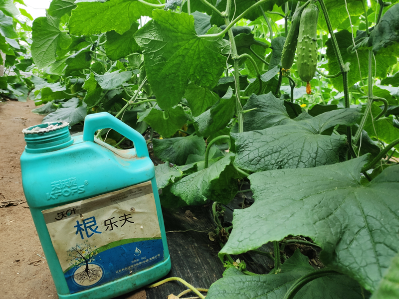 生根劑-黃瓜用沃葉根樂(lè)夫生根劑效果.png