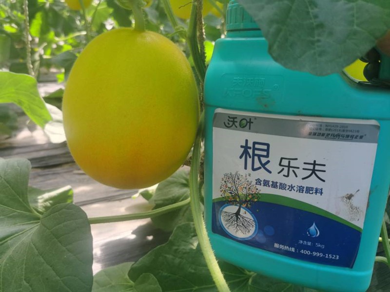生根劑-甜瓜用沃葉根樂(lè)夫生根劑效果.jpg