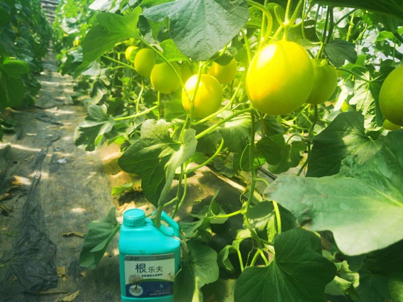 生根劑-甜瓜用沃葉根樂(lè)夫生根劑效果1.jpg