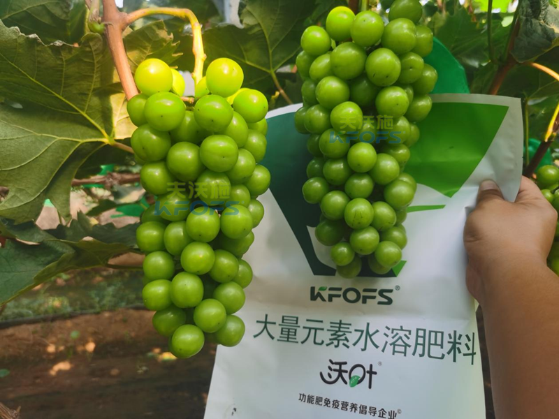 陽光玫瑰葡萄種植技術(shù)-沃葉大量元素.png