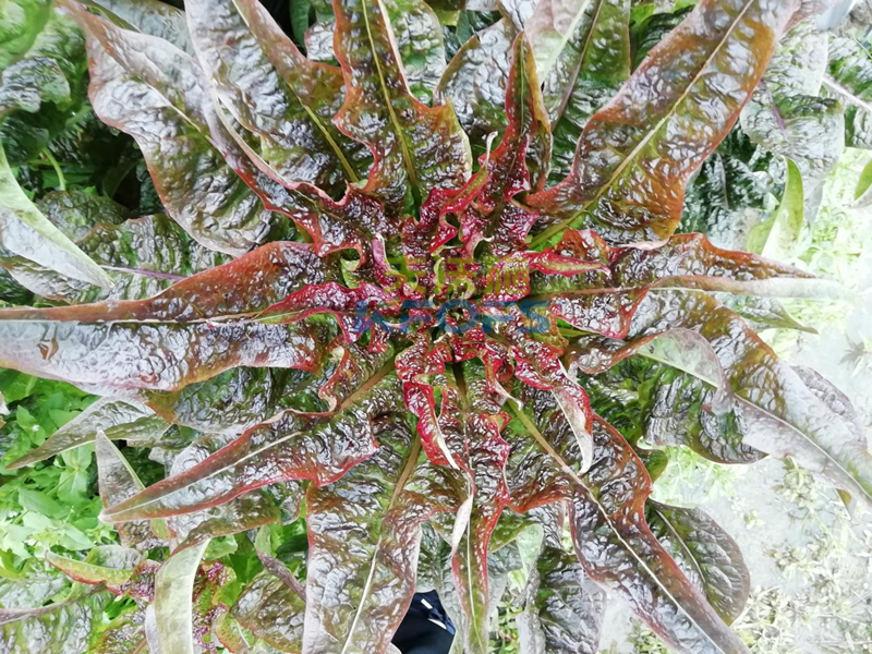 萵筍如何追肥？羅大哥說沃葉真不錯(cuò)！