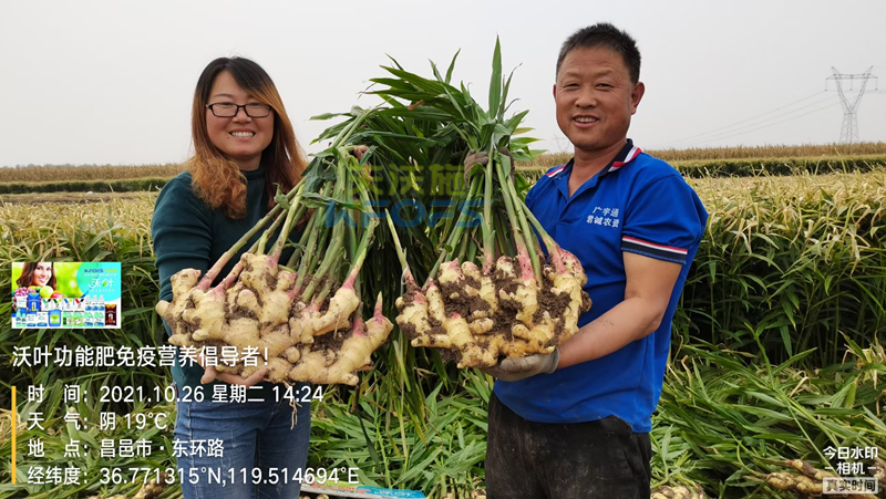 種大姜用什么肥料好？姜農(nóng)區(qū)都愛用沃葉！