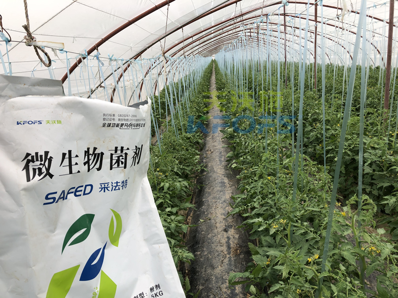 蔬菜施什么肥長得又快又好？張老板說采法特！