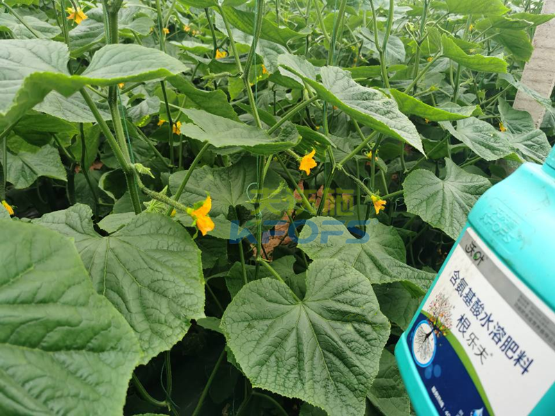 生根劑哪個(gè)品牌好-沃葉根樂(lè)夫1.png