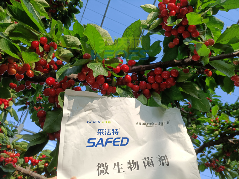 櫻桃采摘后施什么肥料好？王總案例！
