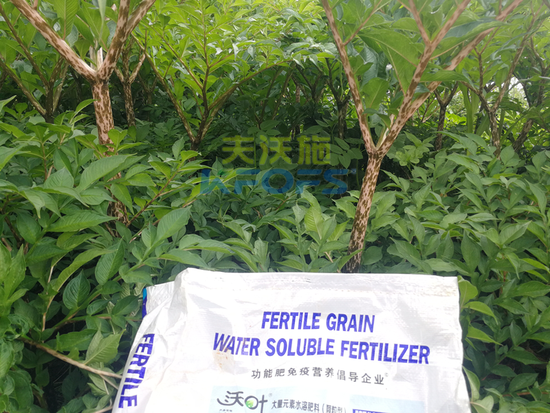 顆粒水溶肥，為何杜總只認(rèn)可這款！