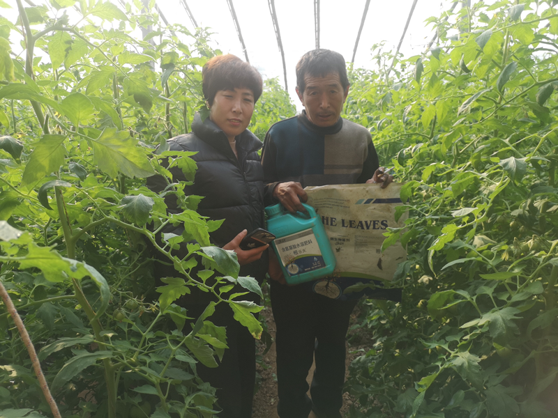 西紅柿種植技術與管理-沃葉根樂夫菌劑.png