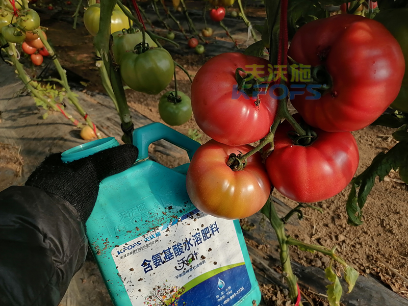 西紅柿種植技術與管理-沃葉流體水溶肥.png