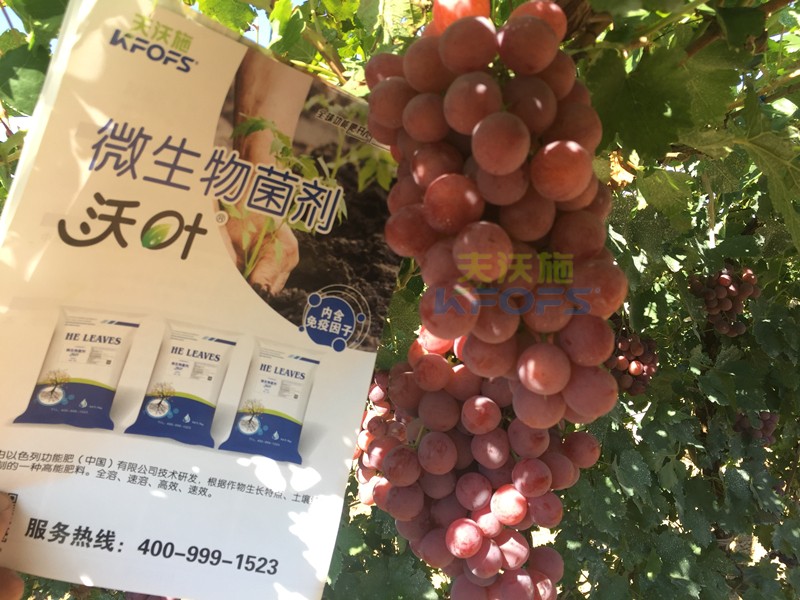 葡萄萌芽期施肥技術(shù)，很有必要一看！
