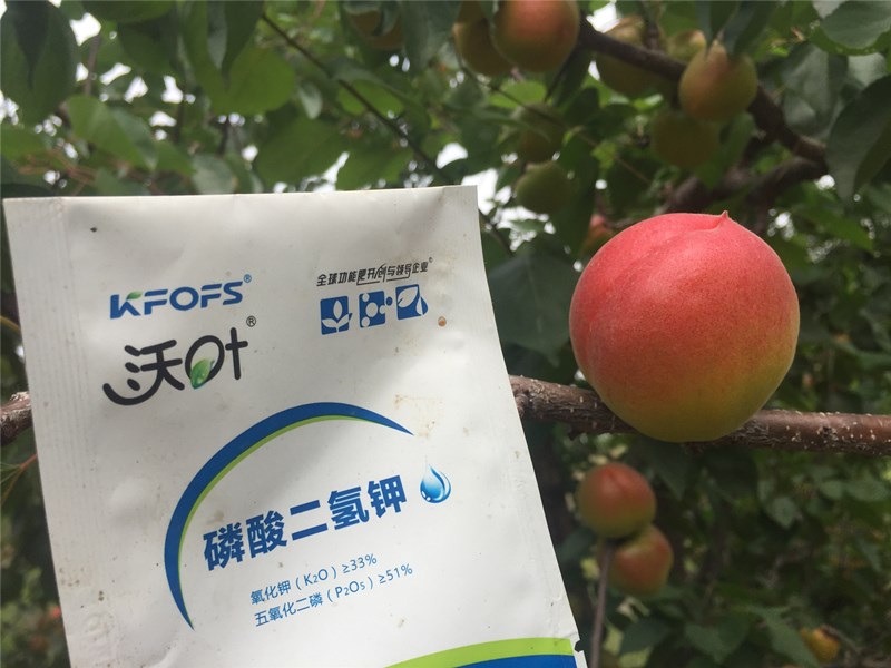 磷酸二氫鉀-杏樹(shù)用沃葉磷酸二氫鉀效果1.jpg