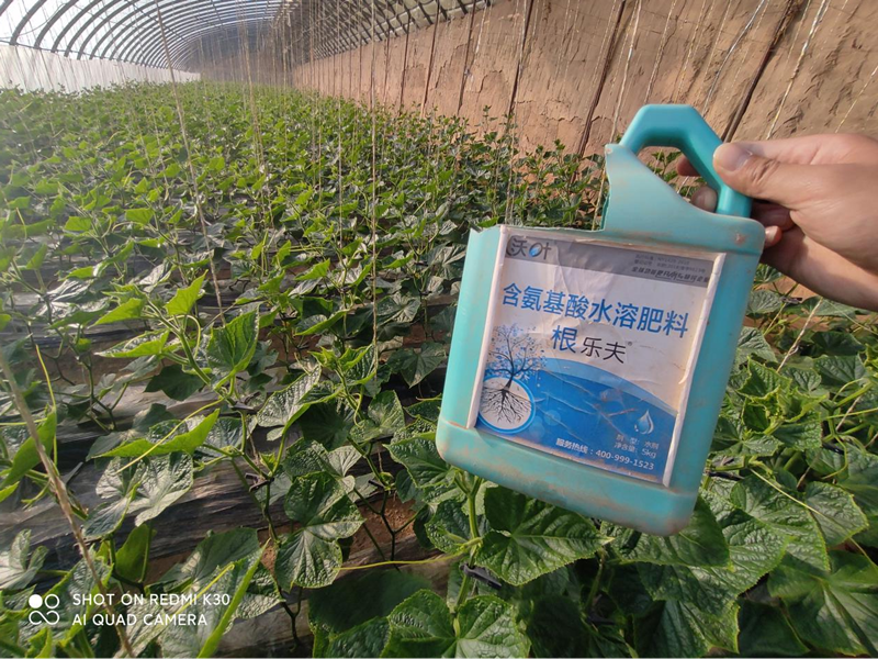 生根劑的作用和使用方法-沃葉根樂夫黃瓜.png