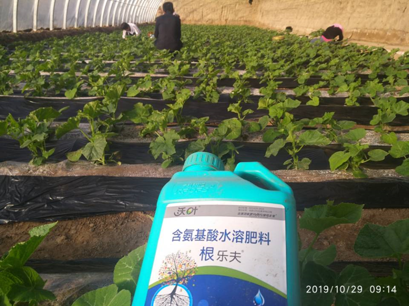 黃瓜施用根樂(lè)夫效果圖.png