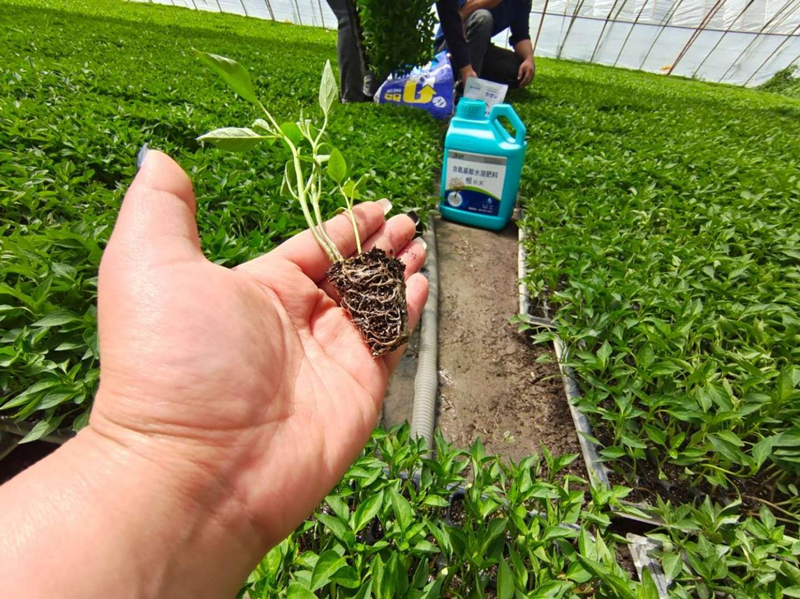 水溶肥料怎么使用-沃葉根樂(lè)夫辣椒.png