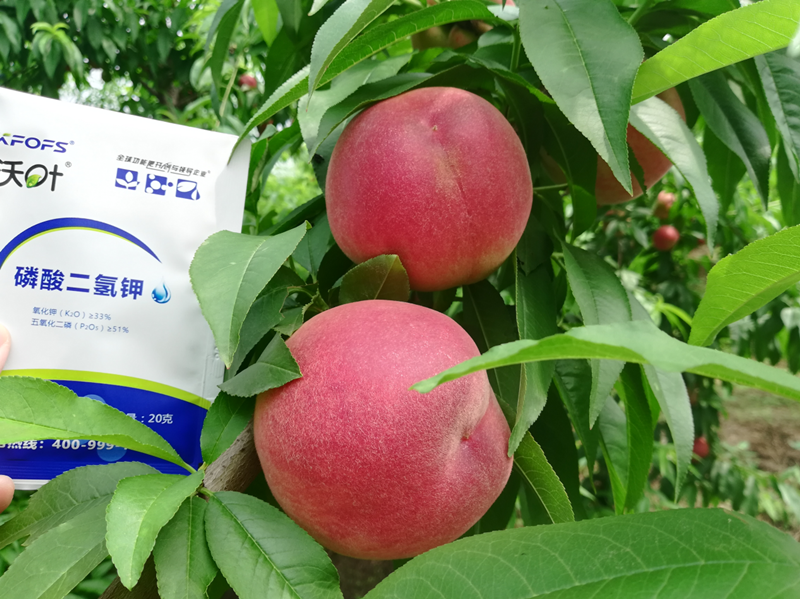 桃樹(shù)施什么肥料好？李大哥對(duì)比案例！