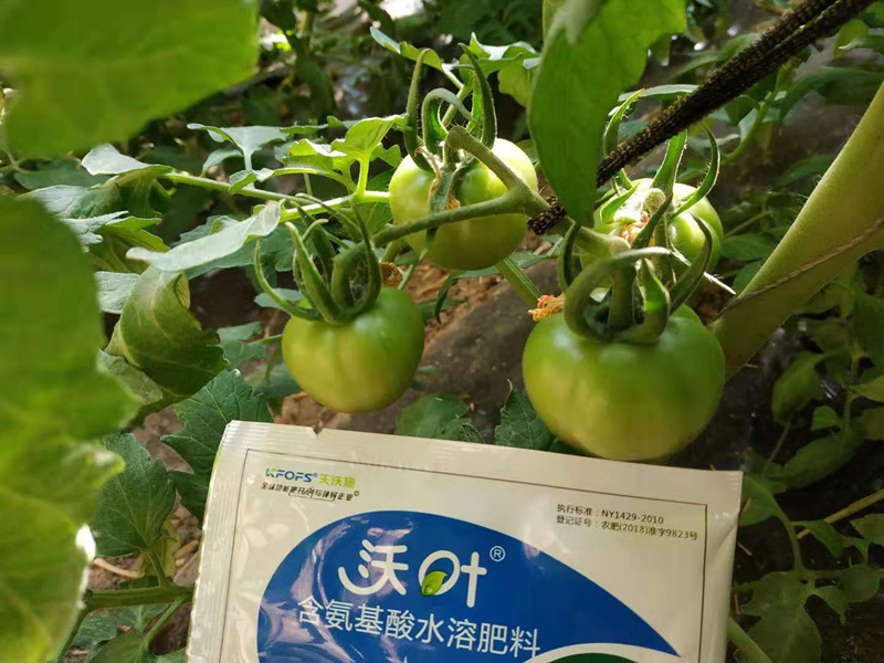 西紅柿使用什么水溶肥效果好？
