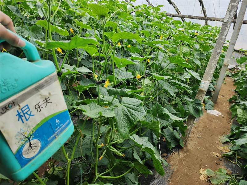 生根劑-黃瓜使用沃葉根樂夫生根劑效果.png