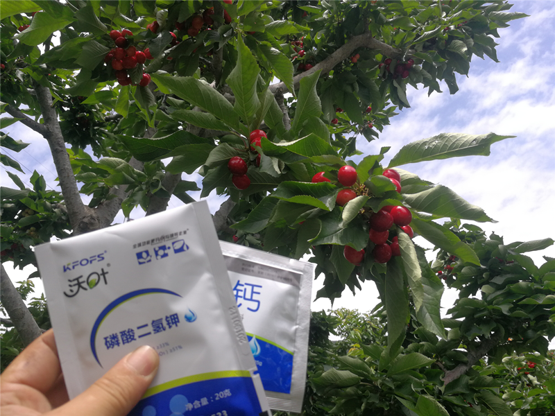 櫻桃種植管理過程中，?；ū９宕蠹夹g(shù)要點(diǎn)