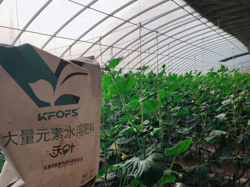 黃瓜施肥用沃葉水溶肥準沒錯