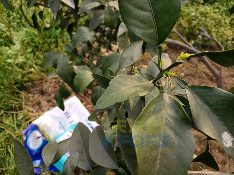 氨基酸水溶肥-愛媛柑橘用沃葉微生物菌劑1.png
