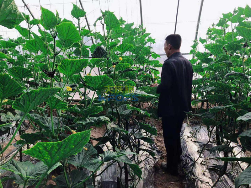 黃腐酸鉀怎么用？王老師為您解答