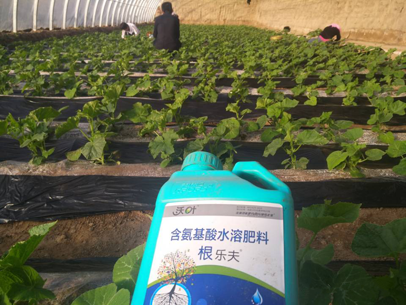 生根劑-黃瓜沃葉根樂夫效果.png