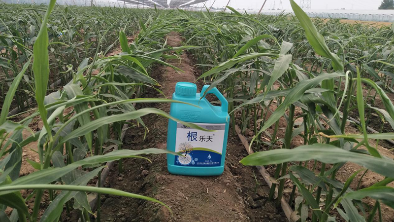種植蔬菜用什么肥料？