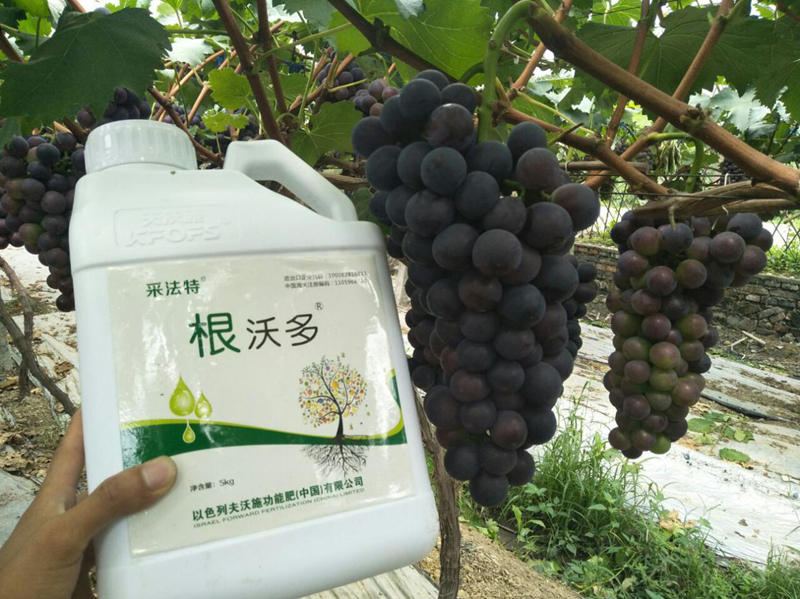 生根劑哪個好？養(yǎng)根護根很關鍵！