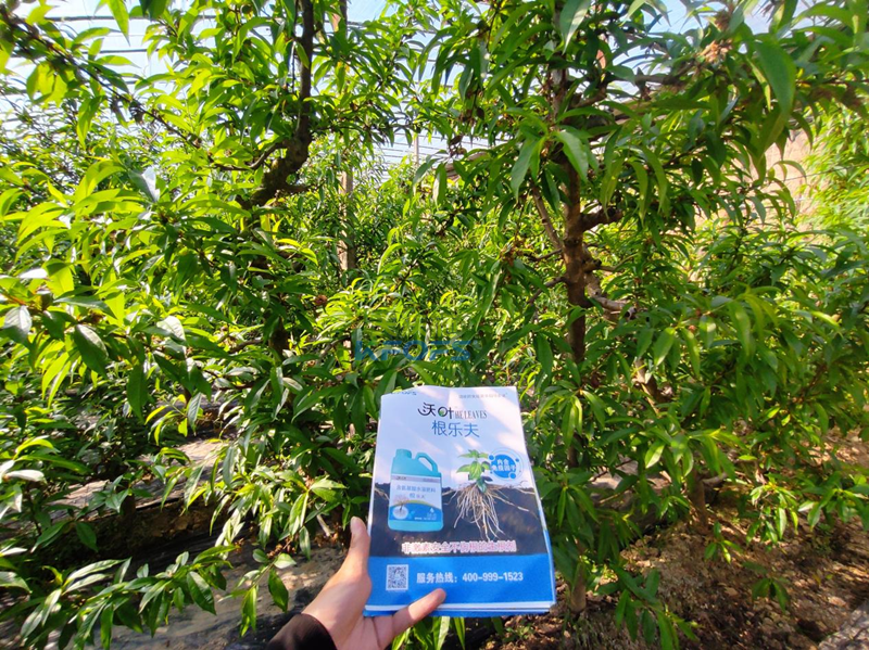 水溶肥怎么選？張總來給你支招