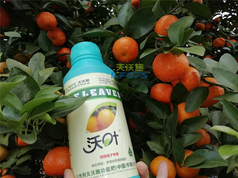 如何施肥提高柑橘產(chǎn)量，柑橘施肥技巧