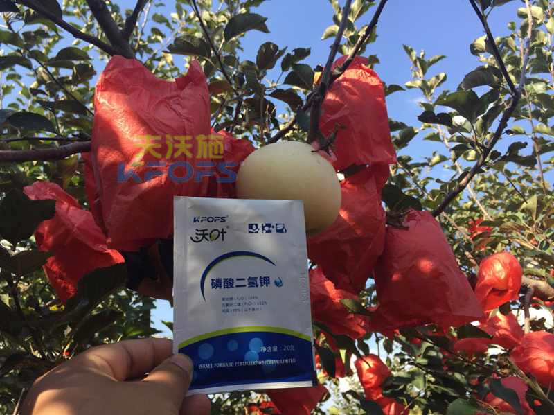 水溶肥-果樹(shù)用沃葉磷酸二氫鉀效果.png