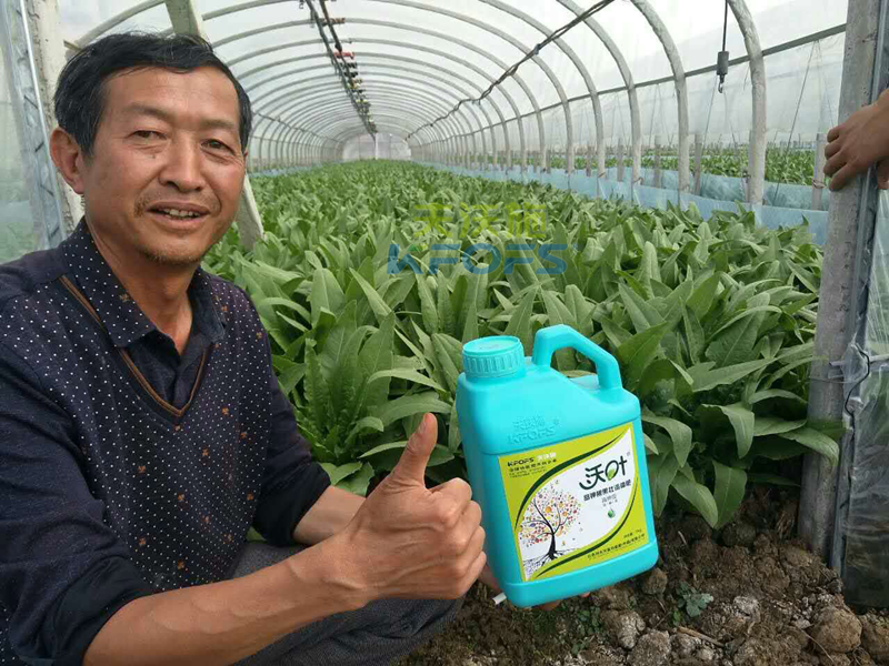 水溶肥怎樣使用，大棚蔬菜才能產(chǎn)量高