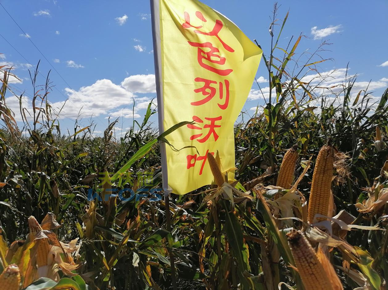 玉米追肥用什么肥料好？這款都說好！