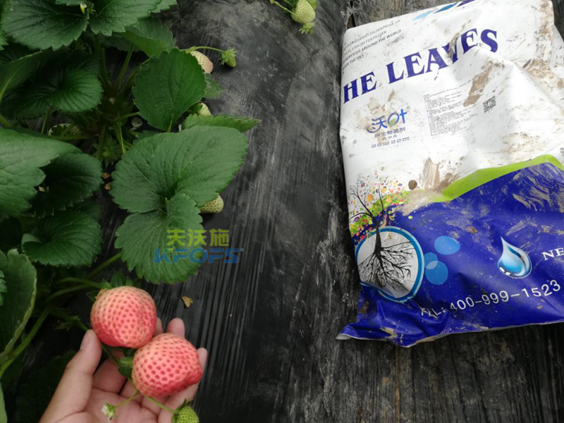 水溶肥-草莓用什么肥料好？