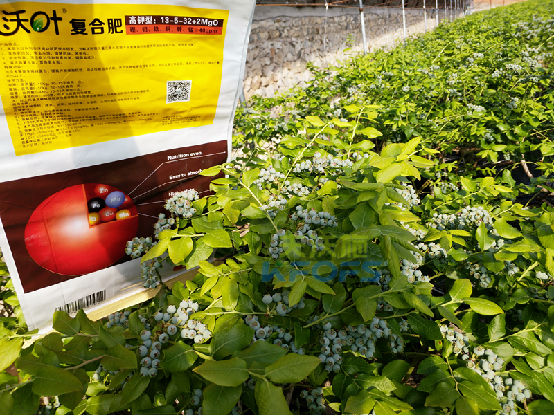 水溶肥-藍莓用沃葉水溶肥效果.png
