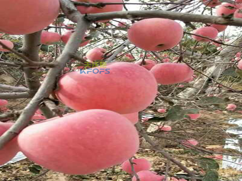 生物菌肥哪種好？