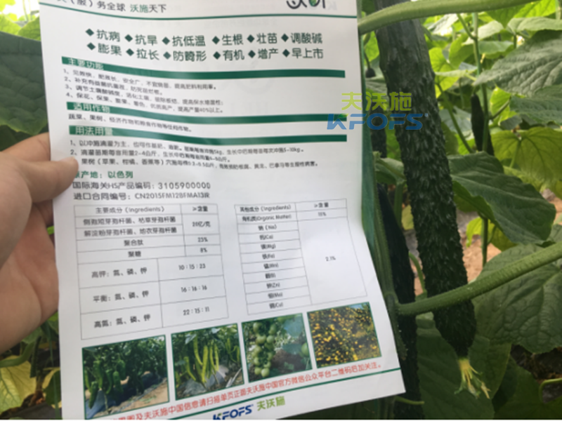 黃瓜沖施肥如何使用效果更好？