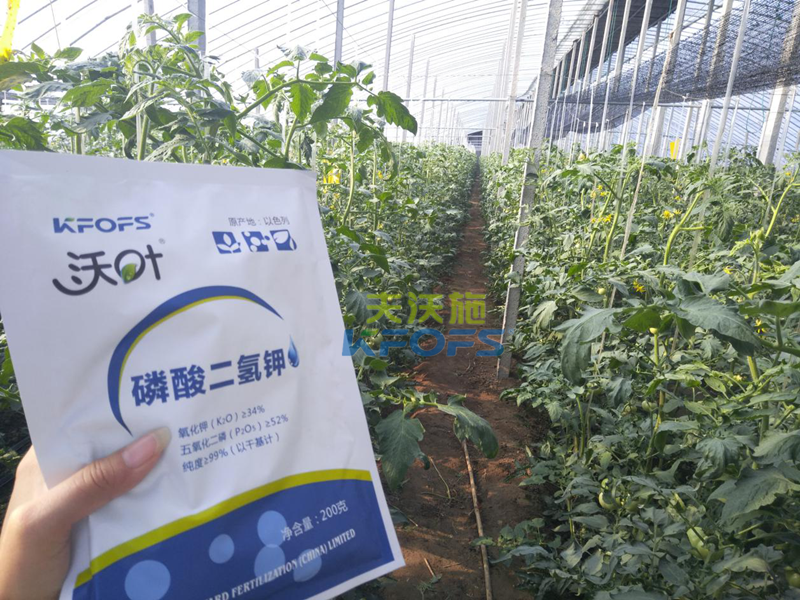 番茄葉面肥的使用技巧！