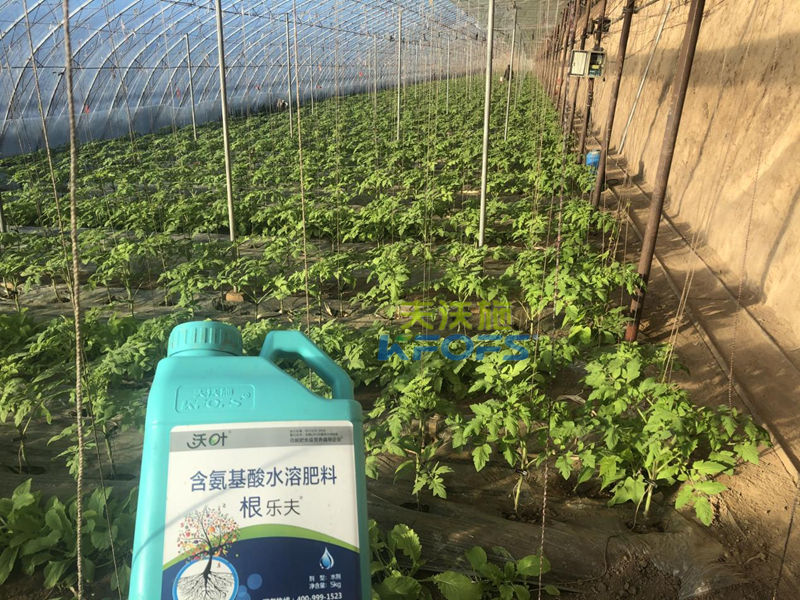 西紅柿苗期施什么肥比較好？