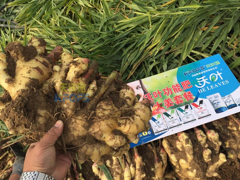 微生物菌劑哪個(gè)牌子好-夫沃施沃葉1.jpg