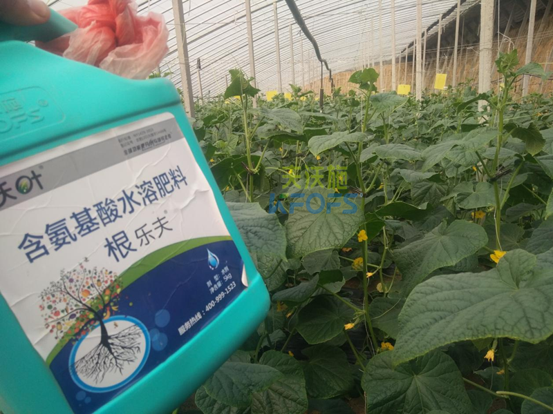 水溶肥-沃葉根樂(lè)夫水溶肥黃瓜.png