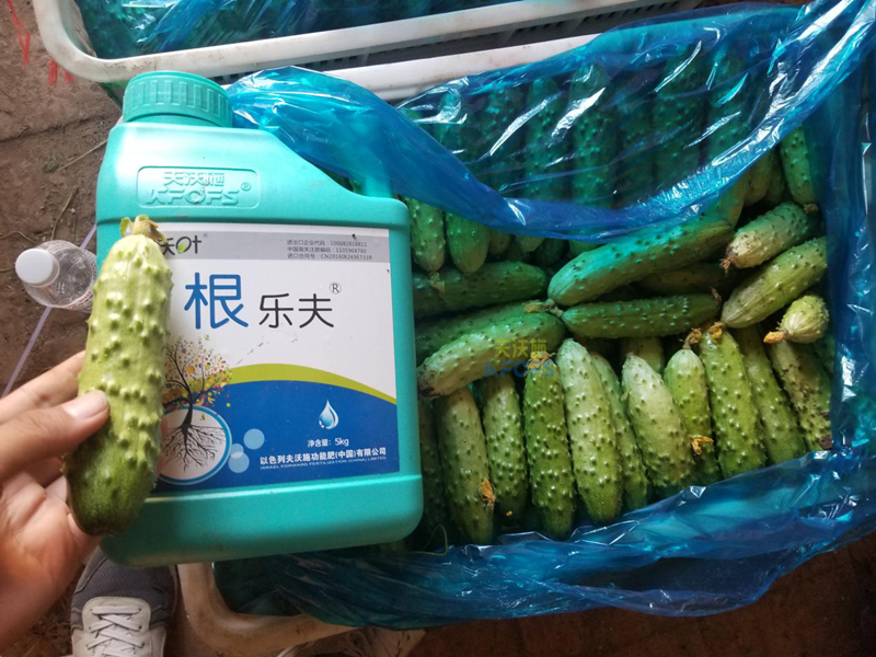 根系、土壤問題如何解決？