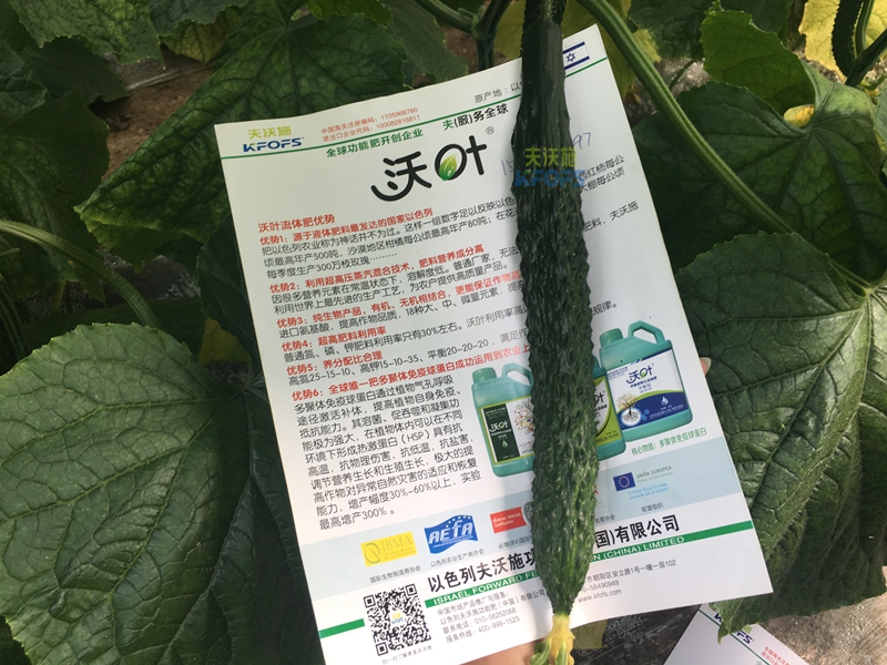 黃瓜的施肥時(shí)間及方法-沃葉黃瓜.png
