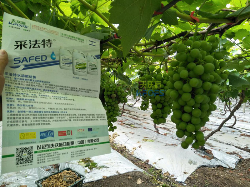 葡萄膨大期施肥技術-收藏版！