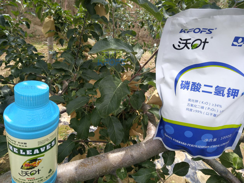 磷酸二氫鉀怎么用-沃葉磷酸二氫鉀果樹(shù).png