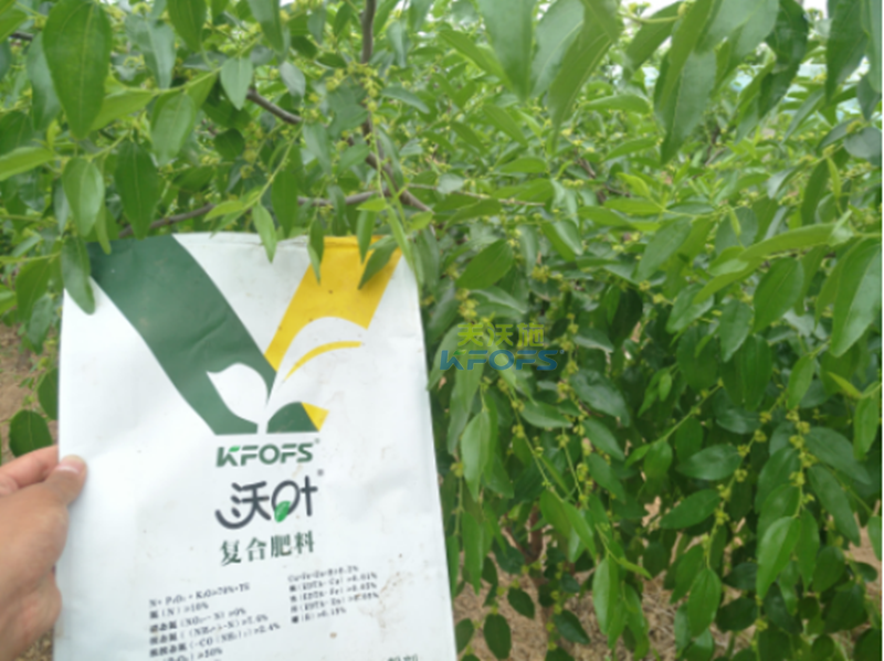 水溶肥在果樹(shù)上的施用-沃葉棗樹(shù)1.png
