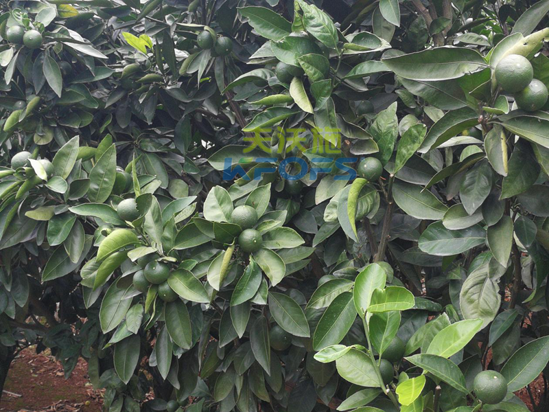 水溶肥哪個(gè)牌子的好-沃葉柑橘.png