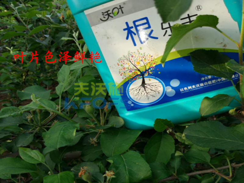 進(jìn)口沖施肥哪家好？