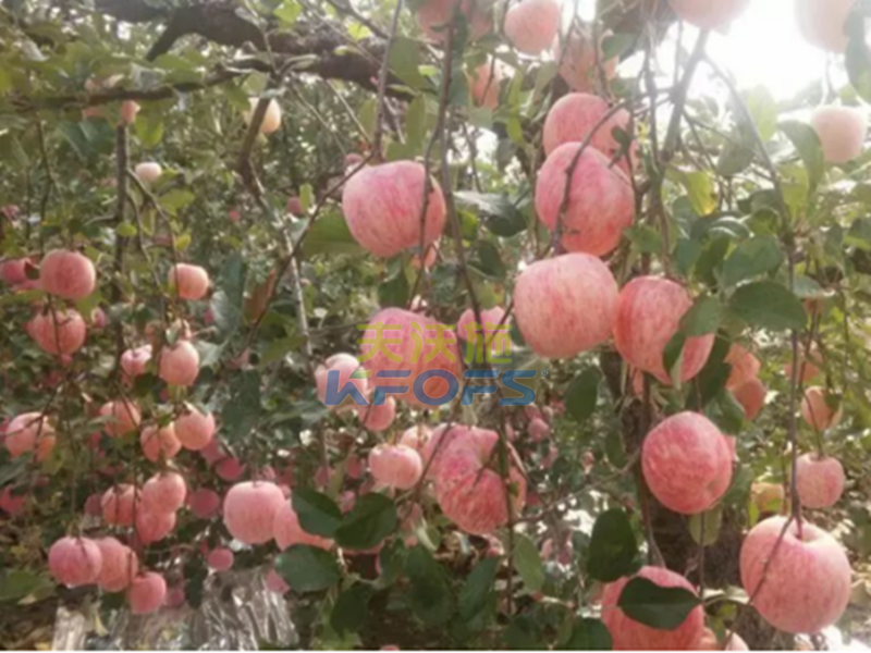 進口沖施肥哪家好-沃葉效果1.png