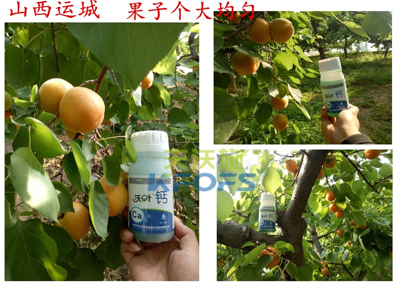 螯合鈣的用途！